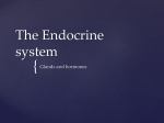 The Endocrine system