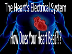 The Electrical Impulses of the Heart*