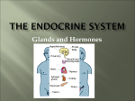 The Endocrine system - Chagrin Falls Schools