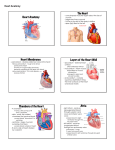 Heart Anatomy The Heart Heart Membranes Layers of the Heart