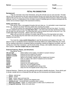 Fetal Pig dissection lab