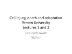 Cell injury, death and adaptation yemen