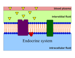 Endocrine system Endocrine system
