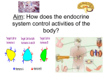 Aim: How does the endocrine system control activities of the body?