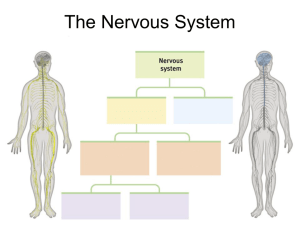 The Endocrine System