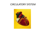 circulatory system