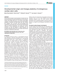 Developmental origin and lineage plasticity of endogenous cardiac