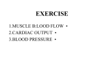 muscular blood flow