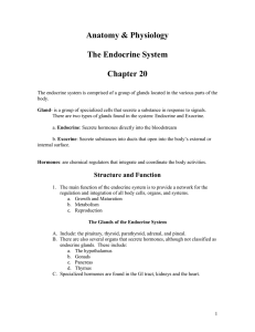 Chapter 20 Endocrine system