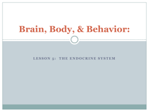 Lesson 5 Endocrine System