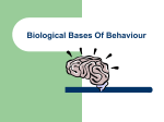 Biological Bases Of Behaviour Central Nervous System