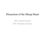 Dissection of the Sheep Heart