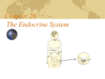 Chapter 26 The Endocrine System