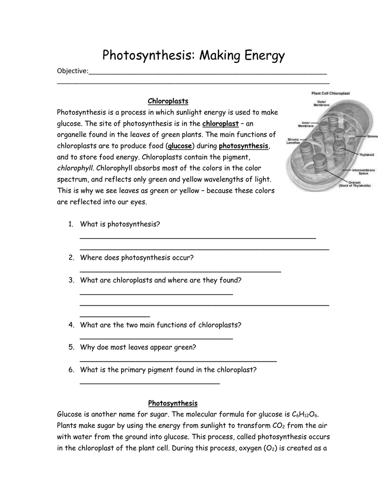 Photosynthesis: Making Energy For Photosynthesis Worksheet Answer Key