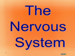 Nervous System PPT