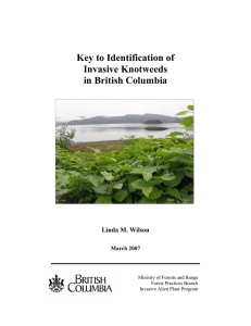 Key to Identification of Invasive Knotweeds in British Columbia