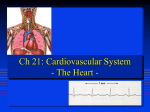 Ch 21: Cardiovascular System - The Heart -