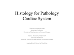 Cardiac Histology - Stritch School of Medicine