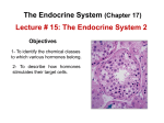 Lecture # 15: The Endocrine System 2