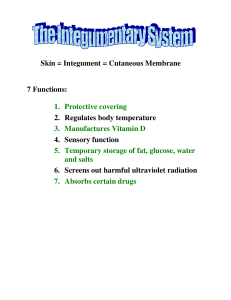 Skin = Integument = Cutaneous Membrane 7 Functions