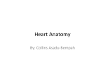 Heart Anatomy and ph..