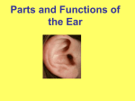 Parts and Functions of the Ear