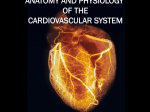 anatomy and physiology of the cardiovascular system