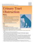 Urinary Tract Obstruction
