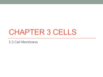 3.3 Cell Membrane