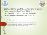 Spatial learning in the Morris water maze in mice genetically