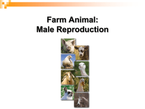 Reproduction - Male