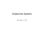 Endocrine System