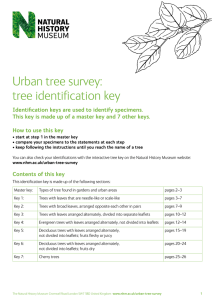 Urban tree survey: tree identification key