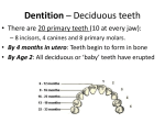 Dentition * Deciduous teeth