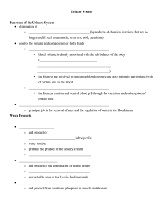 Urinary System