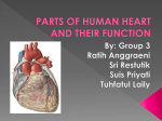 Group 2 PARTS OF HUMAN HEART AND THEIR FUNCTION