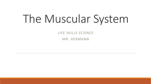 The Muscular System