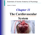 Cardiovascular System - Brookville Local Schools