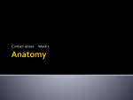 Anatomy