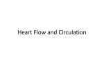 Heart Flow and Circulation