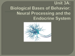 Unit 3A: Biological Bases of Behavior: Neural Processing and the