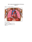 Heart Anatomy and Cardiac Muscle Cell Structure