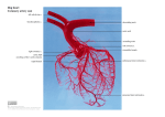 Dog heart coronary artery cast - Online Veterinary Anatomy Museum