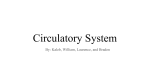 Circulatory System - Mercer Island School District