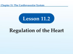 11.2 Regulation of the Heart