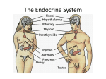 The Endocrine System - Appoquinimink High School