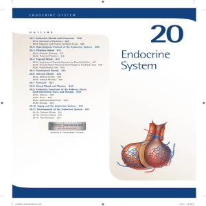 20. Endocrine System