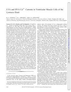LVA and HVA Ca Currents in Ventricular Muscle Cells of the