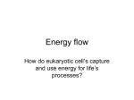 Energy flow graphic notes of photosynthesis and cellular respiration