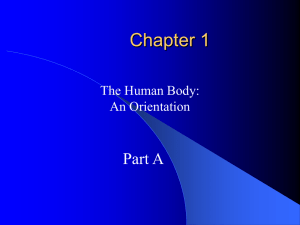 Chapter 1 intro to the body